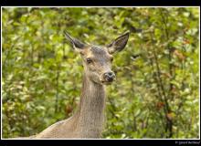 Cerf et biche dans la periode du brame.