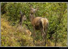 Cerf et biche dans la periode du brame.