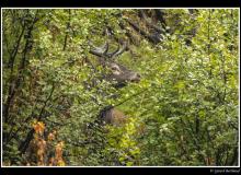 Cerf et biche dans la periode du brame.