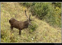 Cerf et biche dans la periode du brame.
