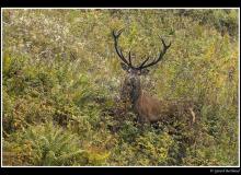 Cerf et biche dans la periode du brame.