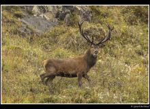 Cerf et biche dans la periode du brame.