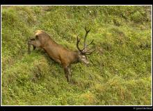Cerf et biche dans la periode du brame.