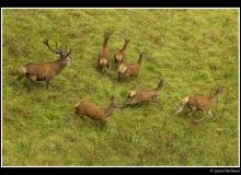 Cerf et biche dans la periode du brame.