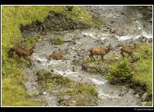 Cerf et biche dans la periode du brame.