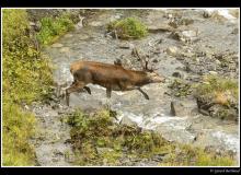 Cerf et biche dans la periode du brame.
