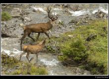 Cerf et biche dans la periode du brame.