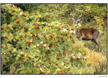 Cerf  dans la periode du brame.