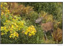 Cerf  dans la periode du brame.