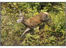 Cerf  dans la periode du brame.