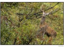 Cerf  dans la periode du brame.