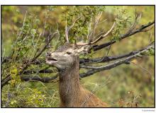 Cerf  dans la periode du brame.