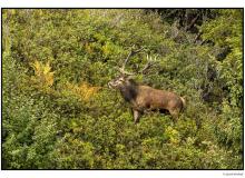 Cerf  dans la periode du brame.