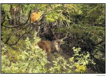 Cerf  dans la periode du brame.