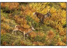 Cerf  dans la periode du brame.