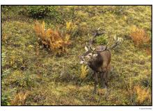 Cerf  dans la periode du brame.