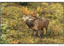 Cerf  dans la periode du brame.