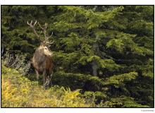 Cerf  dans la periode du brame.