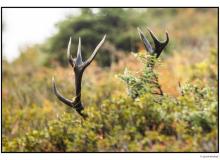 Cerf  dans la periode du brame.