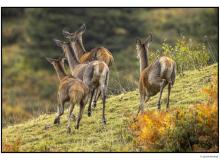 Cerf  dans la periode du brame.