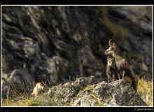 Chamois et chevreau.
