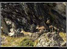 Chamois et chevreau.