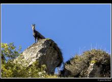 Chamois