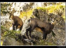 Chamois et chevreau.