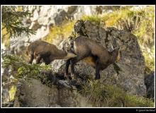 Chamois et chevreau.
