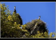 Chamois