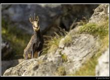 Chamois et chevreau.