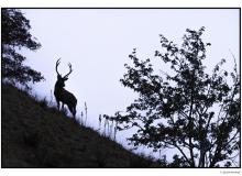 Cerf