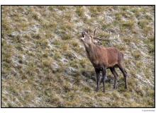 Cerf