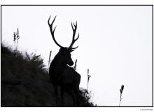 Cerf