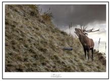 Cerf