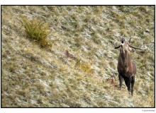 Cerf
