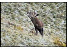 Cerf