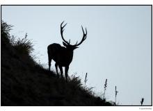 Cerf