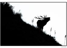 Cerf
