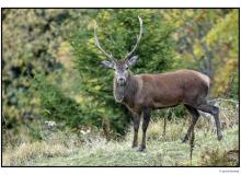 Cerf