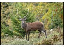 Cerf