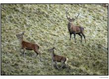 Cerf et biches