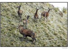 Cerf et biches