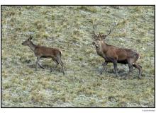 Cerf et biches