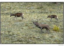 Cerf et biches