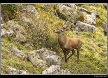 Cerf