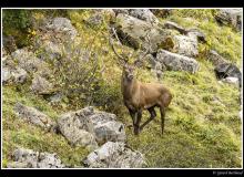 Cerf