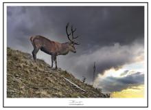 Cerf
