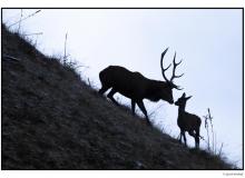 Cerf et biche