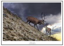 Cerf et biche